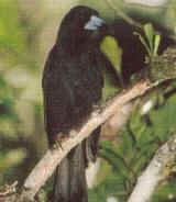 Black Butcher Bird