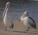 Australian Pelican