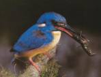 Azure Kingfisher