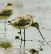 Bar-tailed Godwit