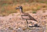 Beach Thick knee