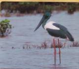 Black-necked Stork