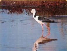 Black-winged Stilt