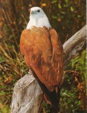 Brahminy Kite