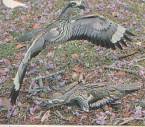 Bush thick knee