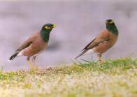 Common Mynah