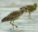 Eastern curlew