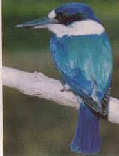 Forest Kingfisher