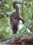 Great-billed Heron