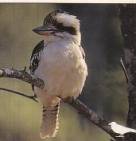 Laughing Kookaburra