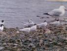 Little Tern