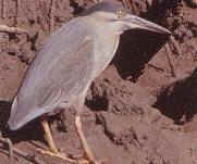 Mangrove Heron