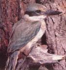 Mangrove Kingfisher