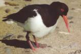 Pied oyster catcher