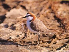 Red-capped plover