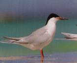 Roseate Tern