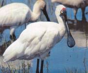 Royal Spoonbill