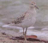 Sharp-tailed sandpiper