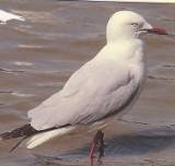 Silver Gull