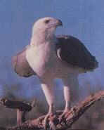 White-bellied Sea Eagle