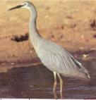 White-faced heron