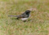 Willie Wagtail