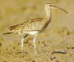 Whimbrel