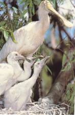 Yellow-billed Spoonbill